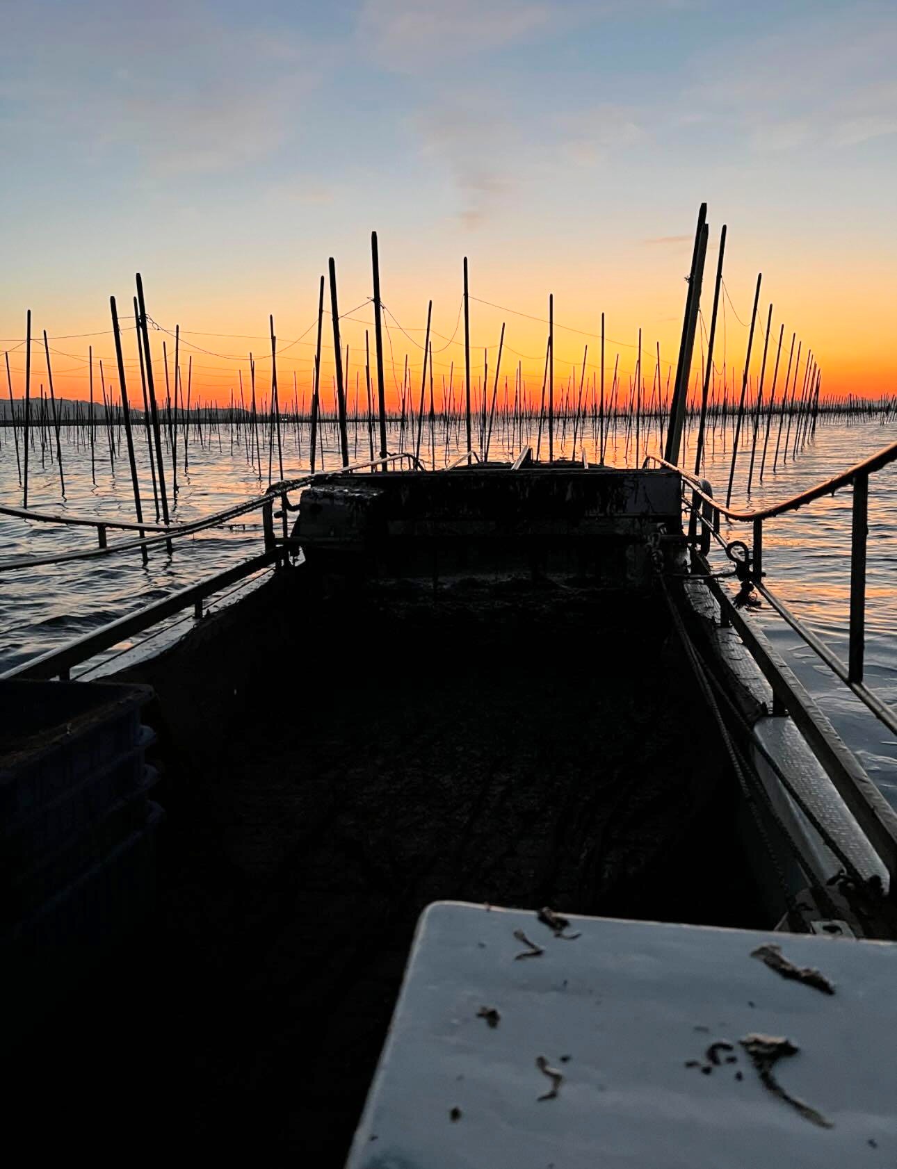 3.日の出と共に刈り獲り船で出航